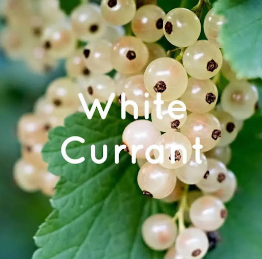 White Currant